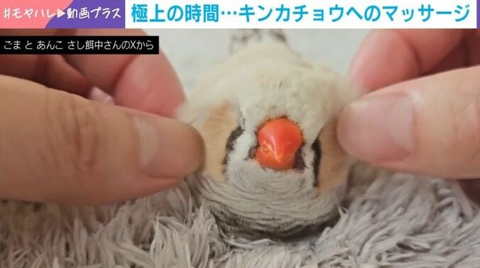 ジャンボキンカチョウのこぐまくん