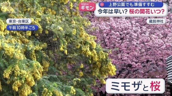 早咲きの桜とミモザの競演