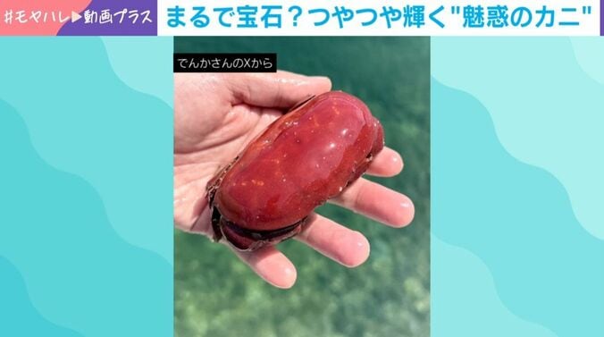 “赤い石”のような生物