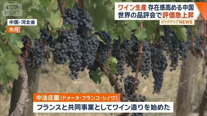フランスと共同事業としてワイン造りを始めた