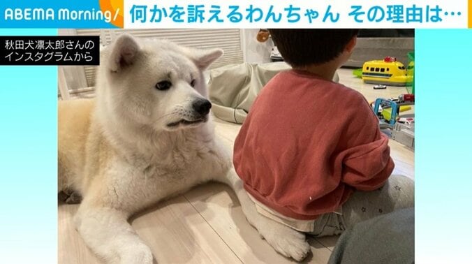 「おてて踏んでるよ…？」 困り眉にへの字口、せつない表情の秋田犬に反響 1枚目