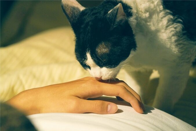 福士蒼汰主演『旅猫リポート』 おかしく、切なく、あたたかい長尺予告映像＆新場面写真解禁 3枚目