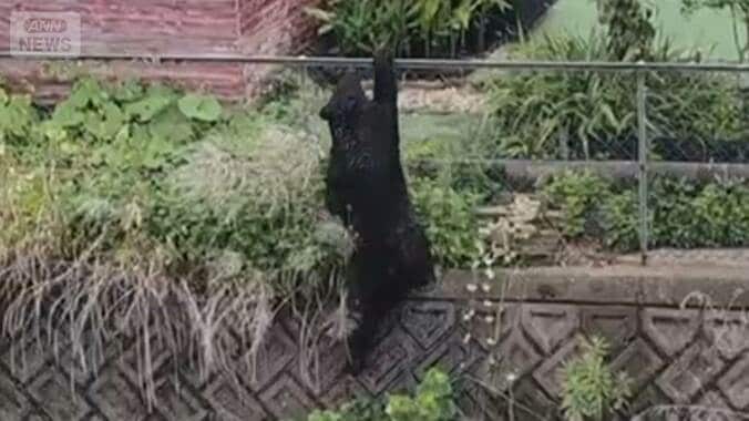宇都宮のクマ、住宅街で1頭捕獲　市は2頭目の存在を否定せず　厳戒態勢を継続 1枚目