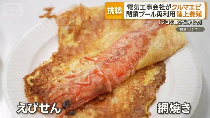 高級食材として知られるクルマエビ