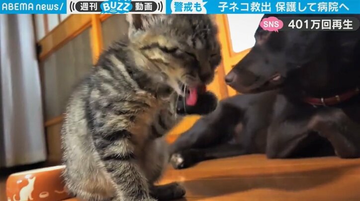 罠の粘着剤で動けなくなった子猫、無事に保護され見違える姿に反響「鳴き声まで別物」「幸せになって」