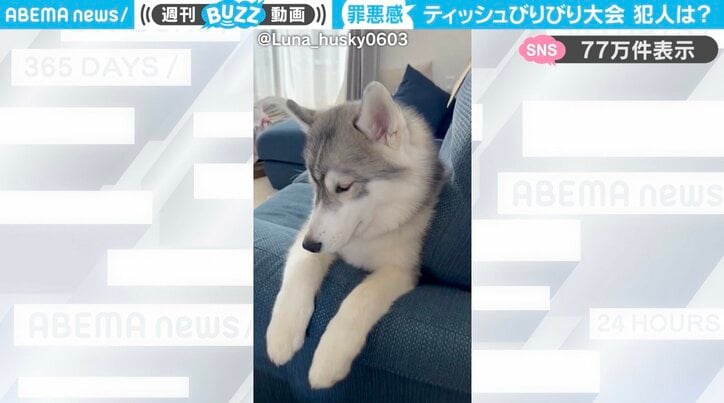 シベリアンハスキーの「レオくん」
