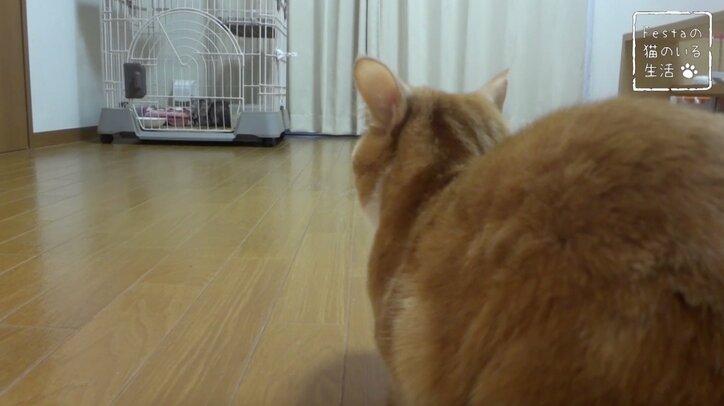 猫「お姉ちゃんって呼んでもいい…？」 姉妹のドキドキ10日間を放送決定