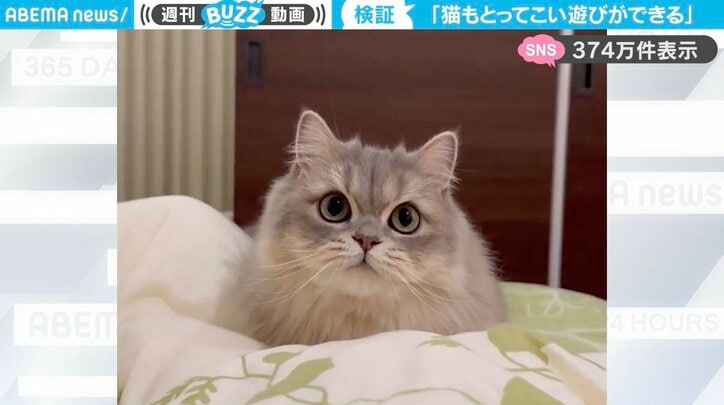 ラガマフィンのごまちゃん