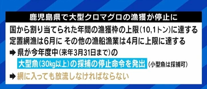 せっかく獲れたクロマグロを海に戻さなければならない現実…専門家「漁獲量の安定のため、今はまだ我慢しなければならない」