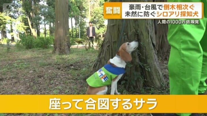 木の周りを歩いていたサラが…