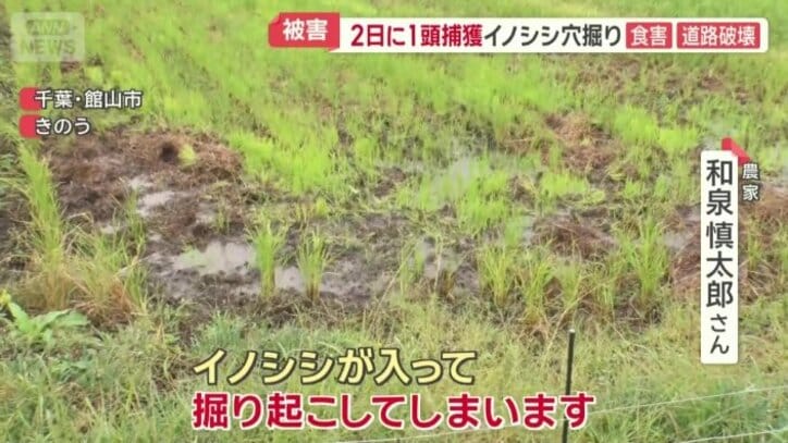 イノシシが入って掘り起こしてしまう