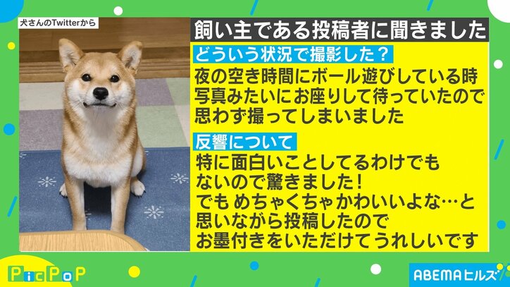 30万人のお墨付き お手本のような 犬の証明写真 に マジメで誠実そう と称賛の声 国内 Abema Times