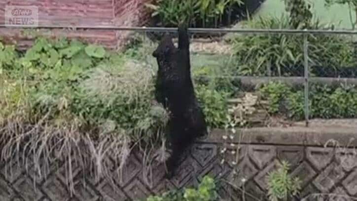 宇都宮のクマ、住宅街で1頭捕獲 市は2頭目の存在を否定せず 厳戒態勢を継続