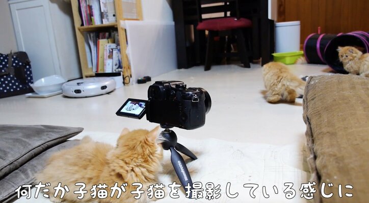 猫「抜けなくなったにゃ…!」 可愛いすぎるマンチカンズの仔猫時代が放送決定