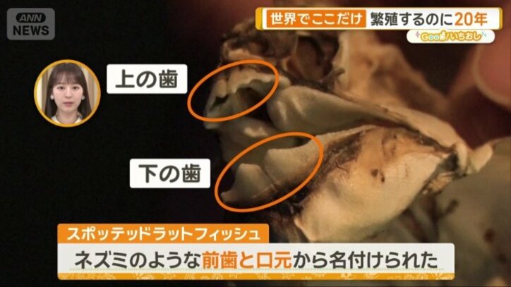 頭部の骨格標本