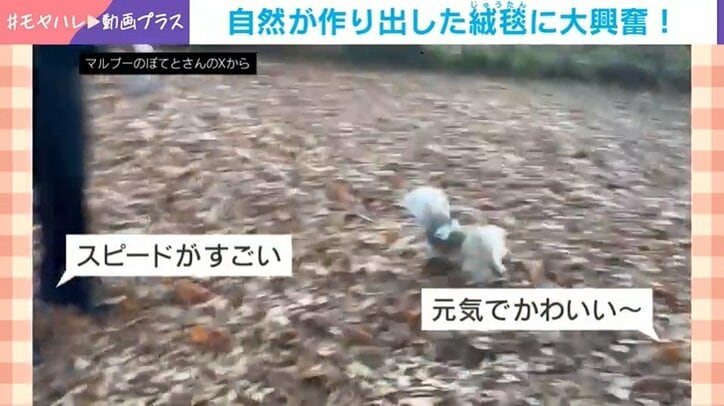 大興奮のマルプー