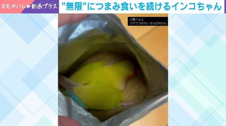 インコが“大胆すぎる犯行”…エサの袋に突入し“無限つまみ食い”する姿に「なにしてんねーーーん」「悪い子！でもかわいい」など反響