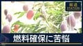 特産マンゴー　燃料確保に苦悩・早場米の栽培に三重苦…“ホルムズ封鎖”農業に影響