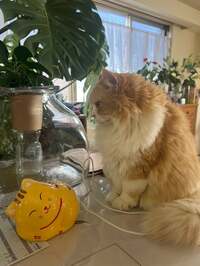 キャシー中島『オハナキルト展2日目』