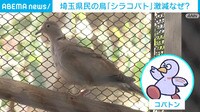 埼玉県民の鳥「シラコバト」激減なぜ