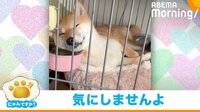 【映像】間違いなくビショビショになる枕で眠る柴犬