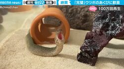 超貴重！ 危険生物として恐れられる“海のギャング” ウツボが意外すぎる姿を見せた瞬間 「大罪レベル」「アゴが外れそう」