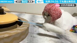 猫の“ノー”リアクション動画が225万回再生！ “無反応”に隠された意外な理由に反響