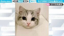 まるでモグラ叩き！？机の穴からピョコッと顔を出す猫の姿に「ノーベル平和賞級の可愛さ！」「エンドレスで見ちゃう…」と絶賛の嵐