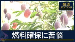 特産マンゴー　燃料確保に苦悩・早場米の栽培に三重苦…“ホルムズ封鎖”農業に影響
