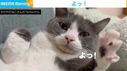 カメラ目線で「よっ！」 左前足で猫が挨拶？ まいどおおきに的な仕草に「癒される」瞬間