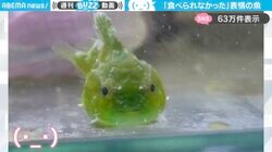 「食べられなかった…」エサの小エビを逃がしたダンゴウオの“呆然顔”に「切ない顔してるw」「何度もリピートしてしまう」の声