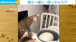 餅つきに合わせて“首をかしげる猫” 不思議そうに見守る姿が「可愛い」と反響