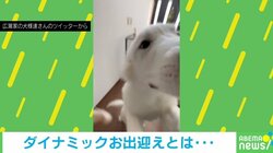「羨ましすぎる」大型犬2匹によるダイナミックすぎる出迎えに飼い主タジタジ 「素敵なもみくちゃ具合！」反響続々