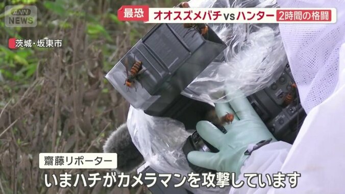 ハチがカメラマンを攻撃