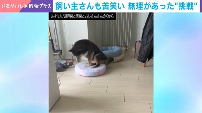 あずきちゃん