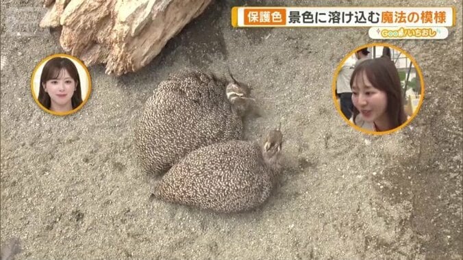 自然に紛れやすい保護色