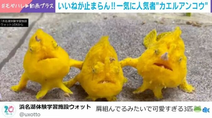 カエルアンコウ