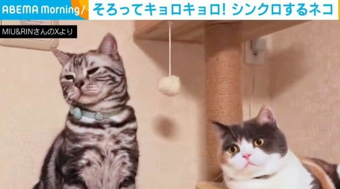 りんちゃん＆みゅーちゃん