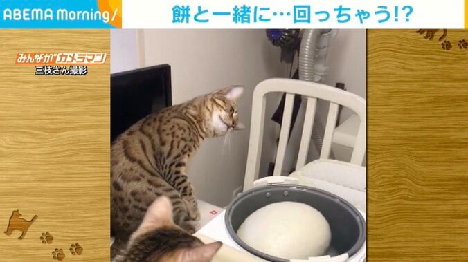 餅つきに合わせて“首をかしげる猫” 不思議そうに見守る姿が「可愛い」と反響 1枚目