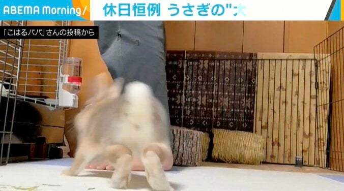 ウサギのこはるちゃん