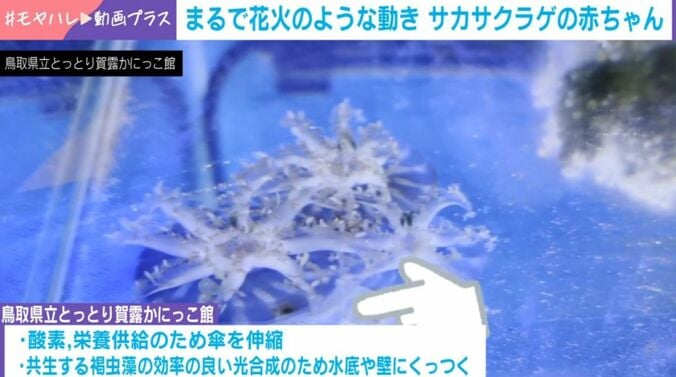 クラゲの赤ちゃん