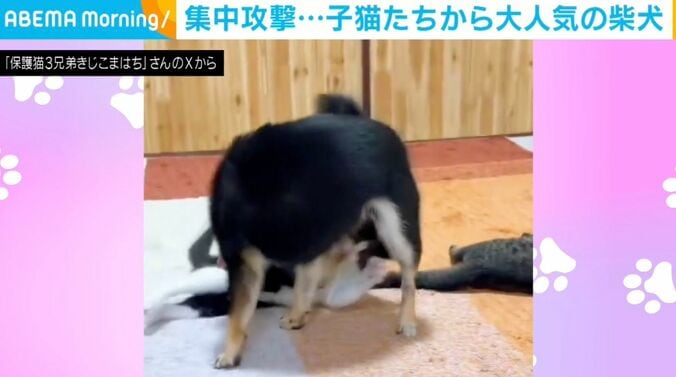 子猫3匹と柴犬のふぅちゃん