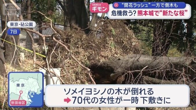 倒れたソメイヨシノ