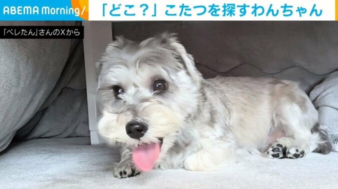犬のペレくん（2歳）