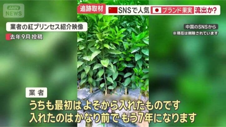 苗木をどこから手に入れた？