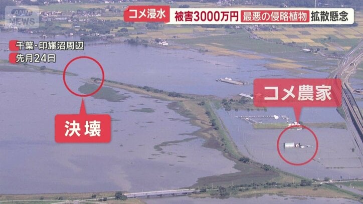 浸水した成田市のコメ農家