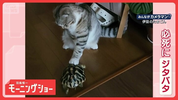 機敏な動き　押さえても諦めない…ネコを追う！歩みの早いカメさん　なぜ追いかける？