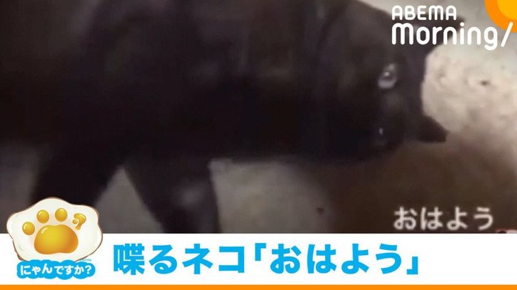 やばい写真撮れたu2026」ソファにはまるu201c白い物体u201dに「こんな猫いない 