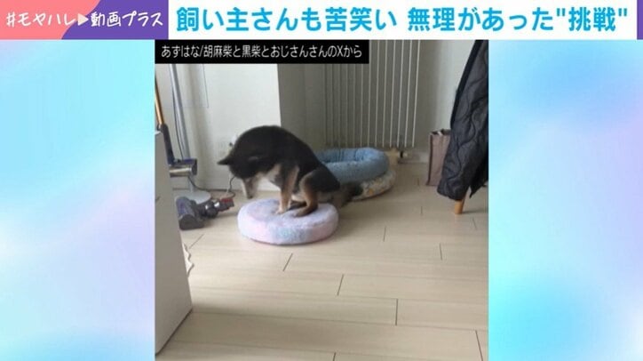 あずきちゃん
