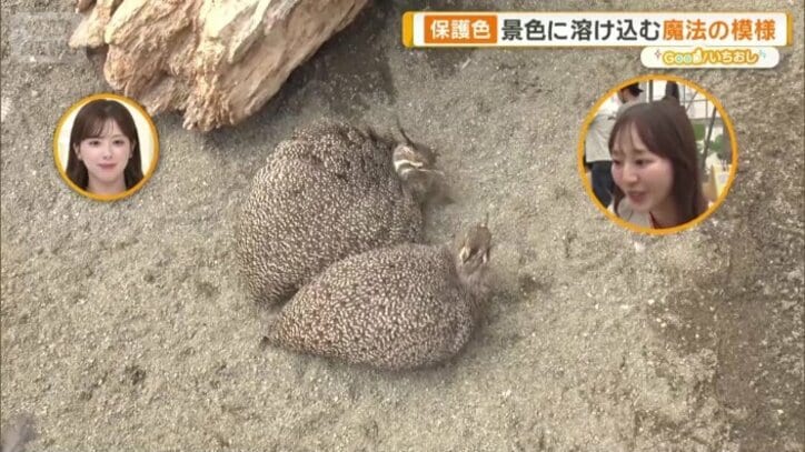 自然に紛れやすい保護色
